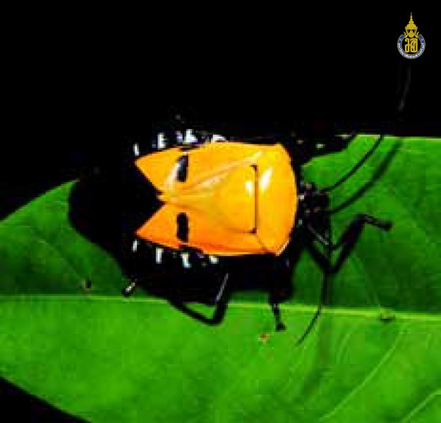 Catacanthus incarnatus