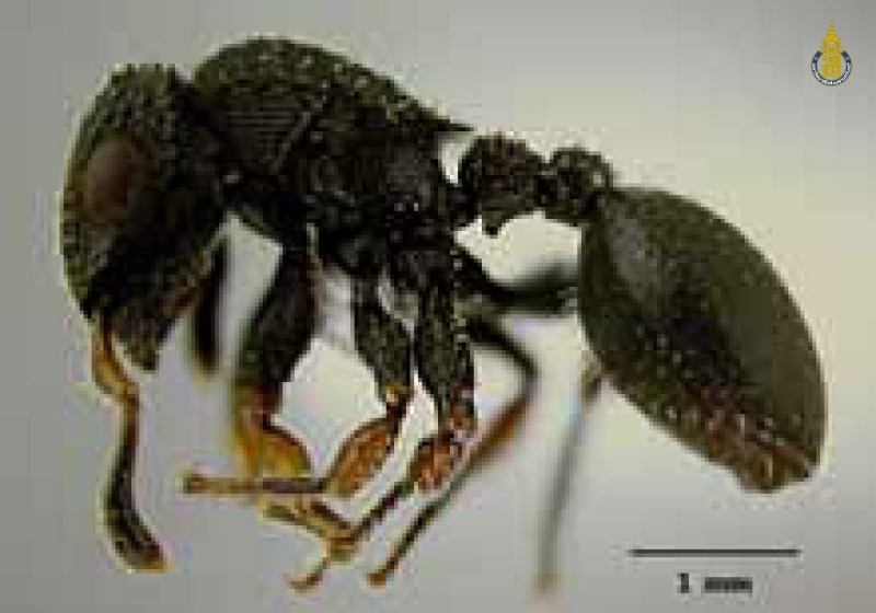 Cataulacus granulatus