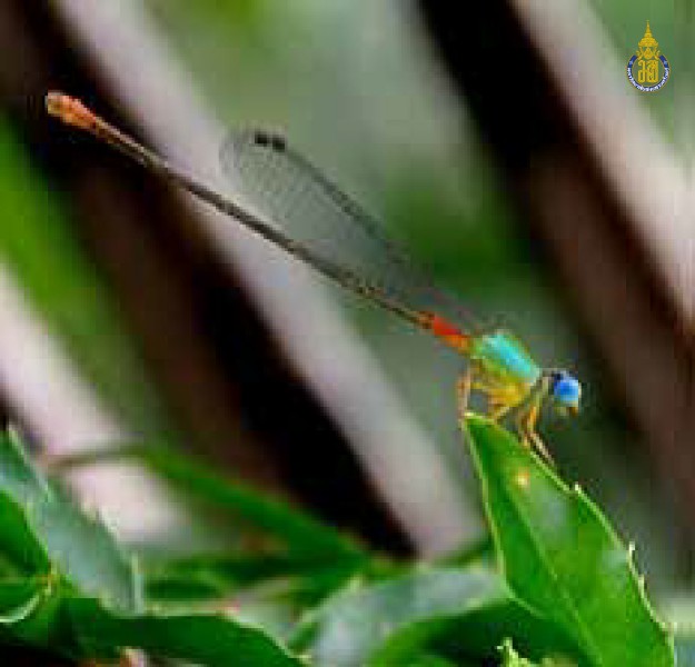 Ceriagrion cerinorubellum