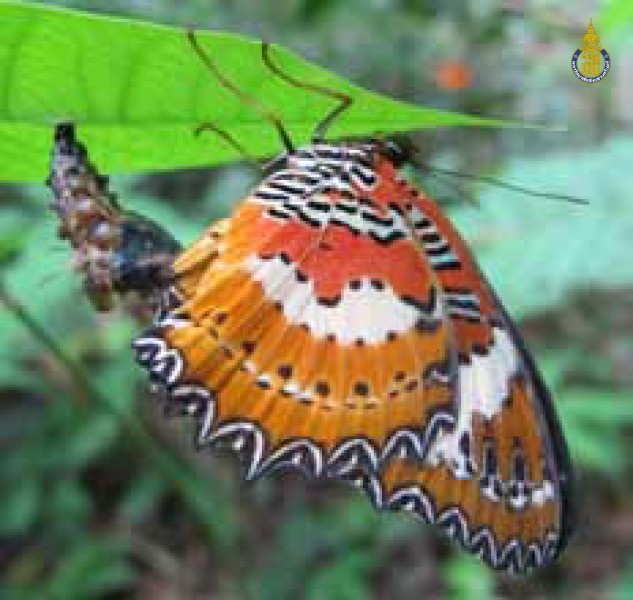 Cethosia penthesilea