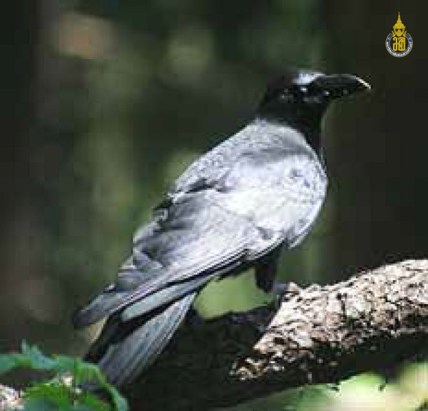 Corvus macrorhynchos