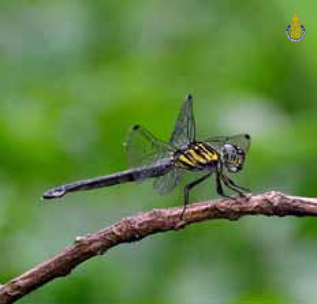 Cratilla lineata
