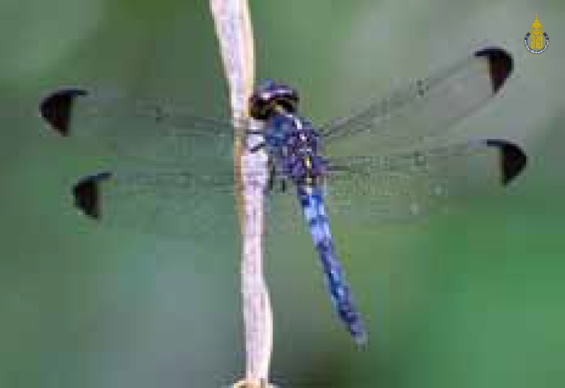 Cratilla metallica