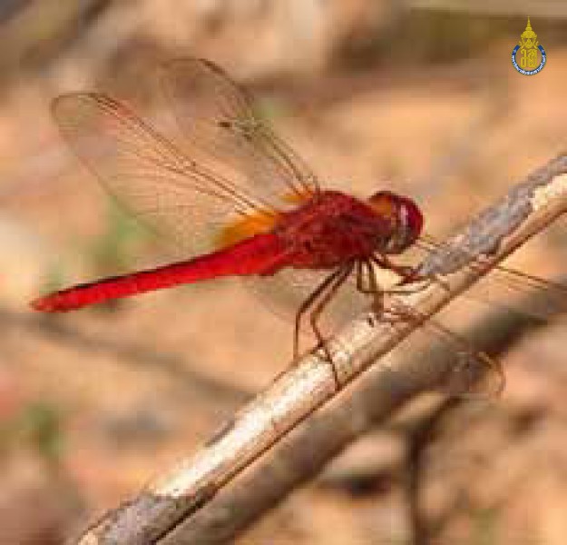 Crocothemis servilia