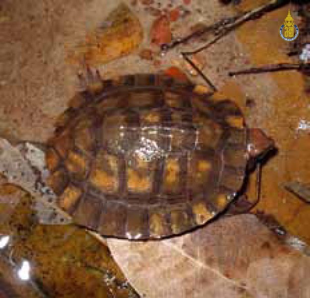 Cyclemys dentata