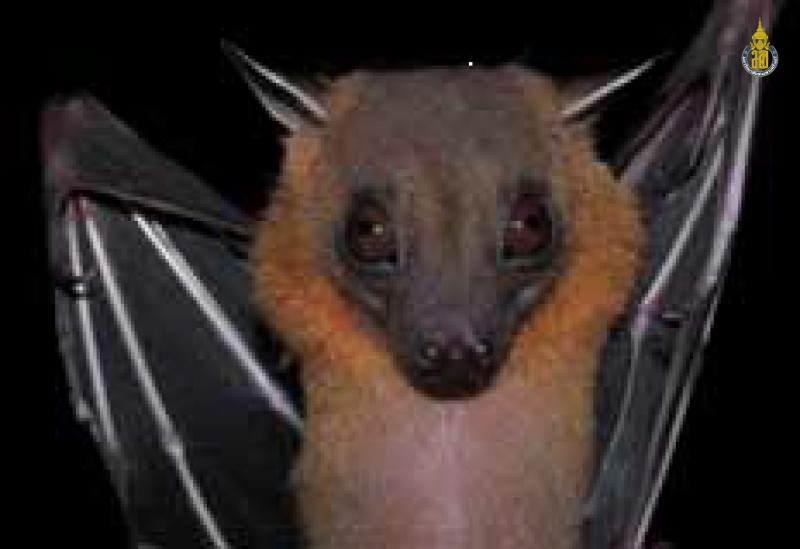 Cynopterus brachyotis