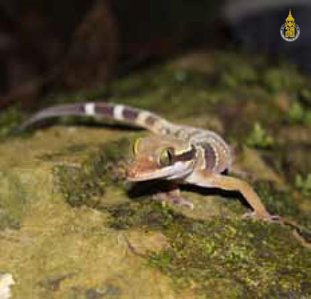 Cyrtodactylus macrotuberculatus