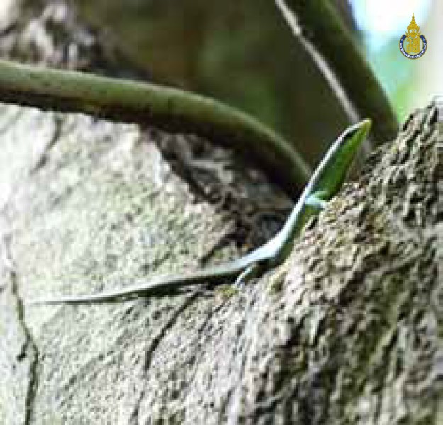Dasia olivacea