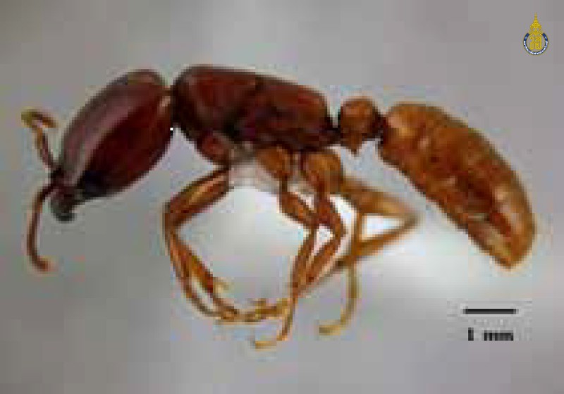 Dorylus laevigatus