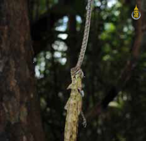 Dryophiops rubescens