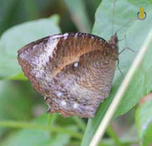 Elymnias hypermnestra