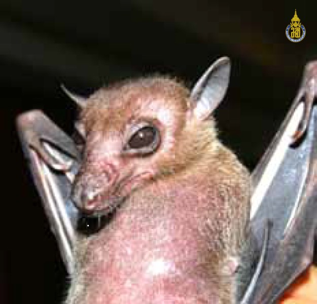 Eonycteris spelaea