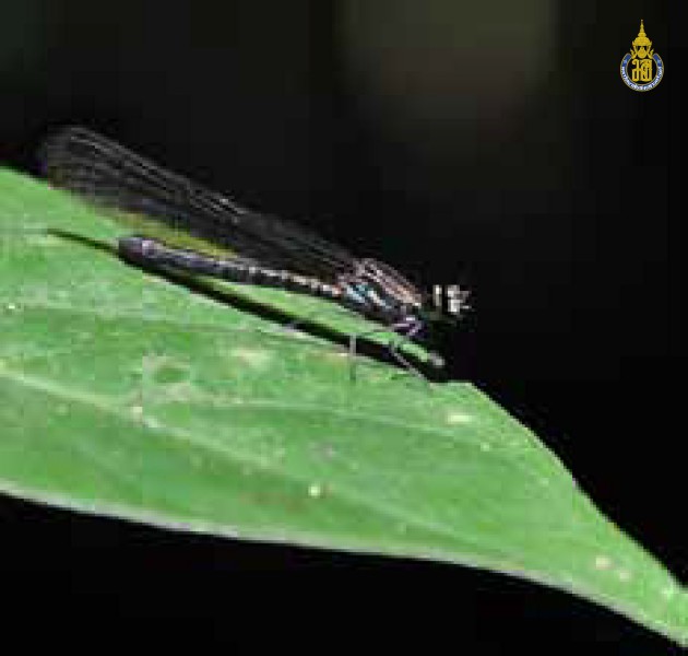 Heliocypha biforata