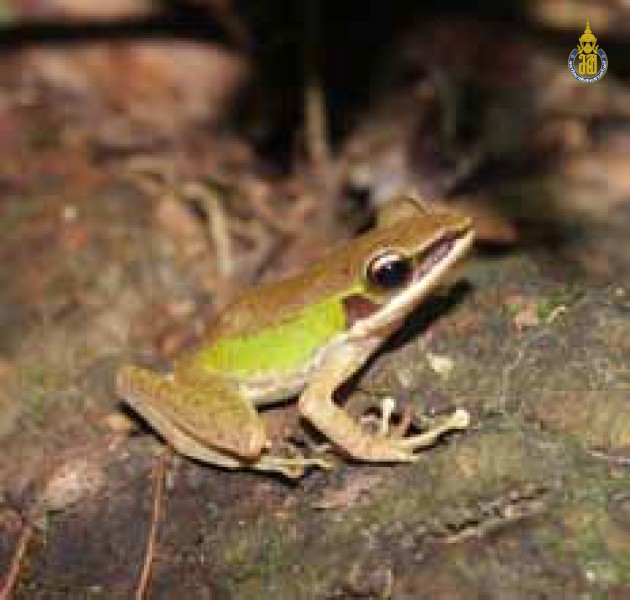 Hylarana eschatia