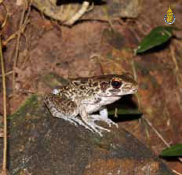 Hylarana glandulosa