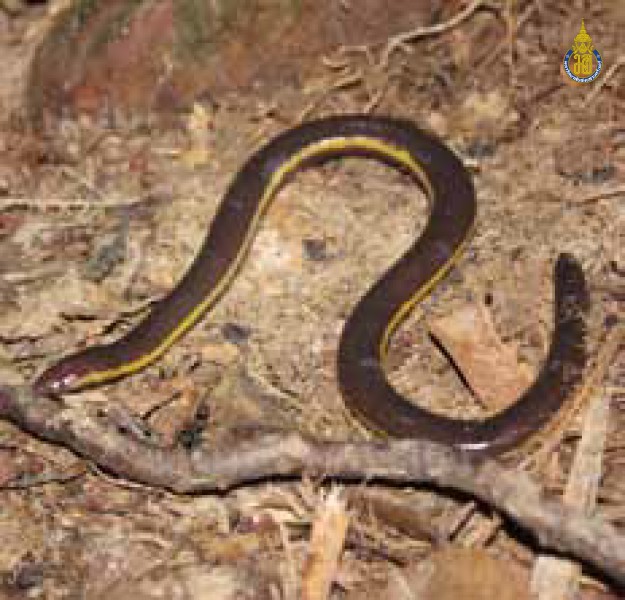 Ichthyophis supachaii