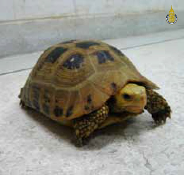Indotestudo elongata