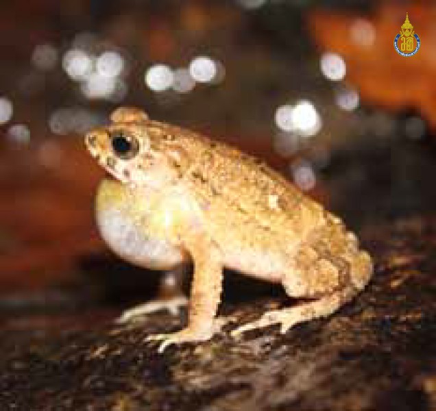Ingerophrynus parvus