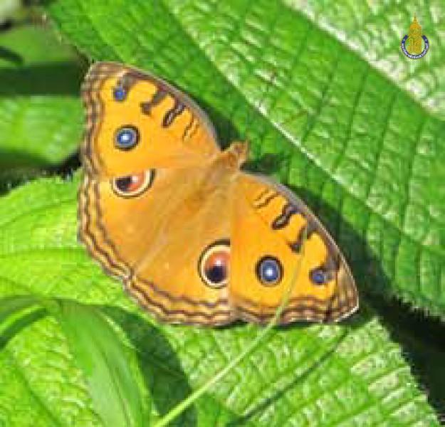 Junonia almana