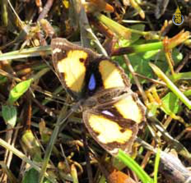 Junonia hierta