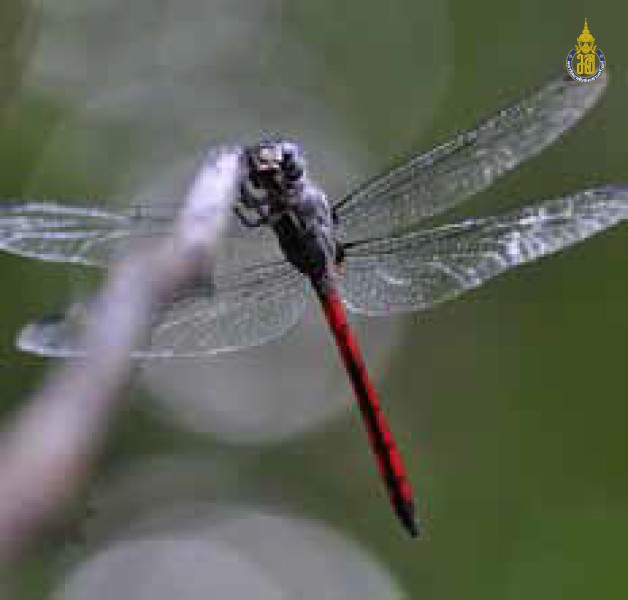 Lathrecista asiatica