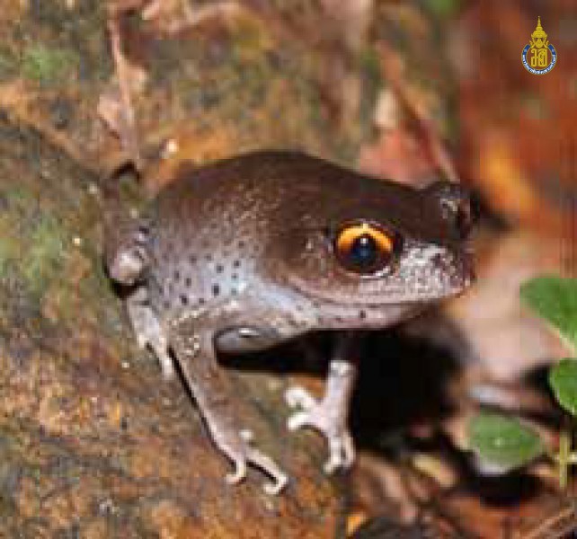 Leptobrachium hendricksoni