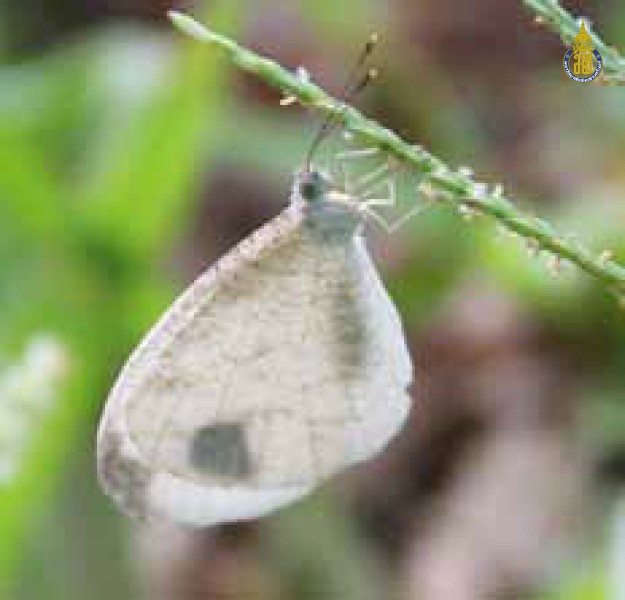 Leptosia nina
