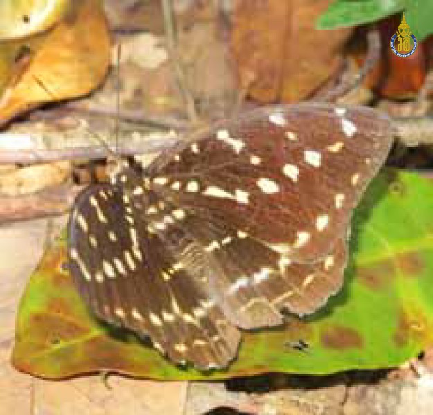 Lexias pardalis