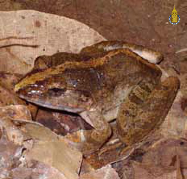 Limnonectes blythii