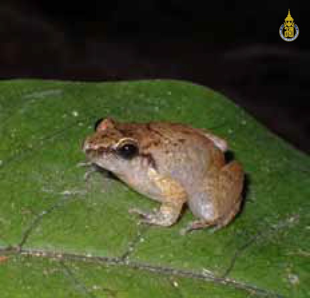 Limnonectes hascheanus