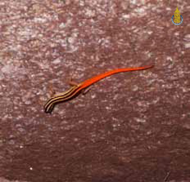 Lipinia vitigera
