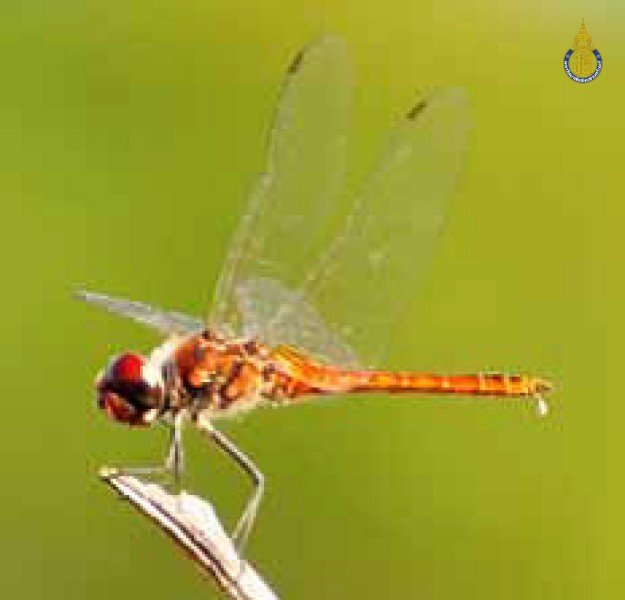 Macrodiplax cora