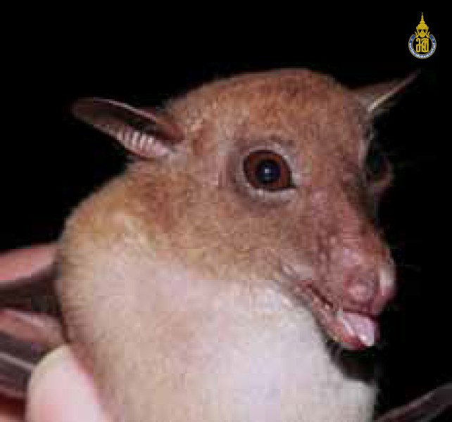 Macroglossus sobrinus