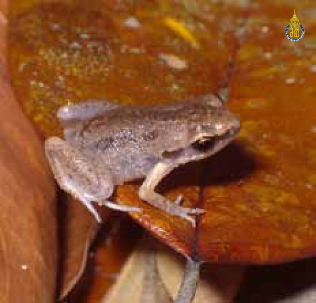 Micryletta inornata