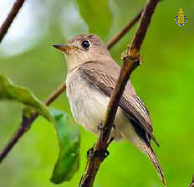 Muscicapa latirostris