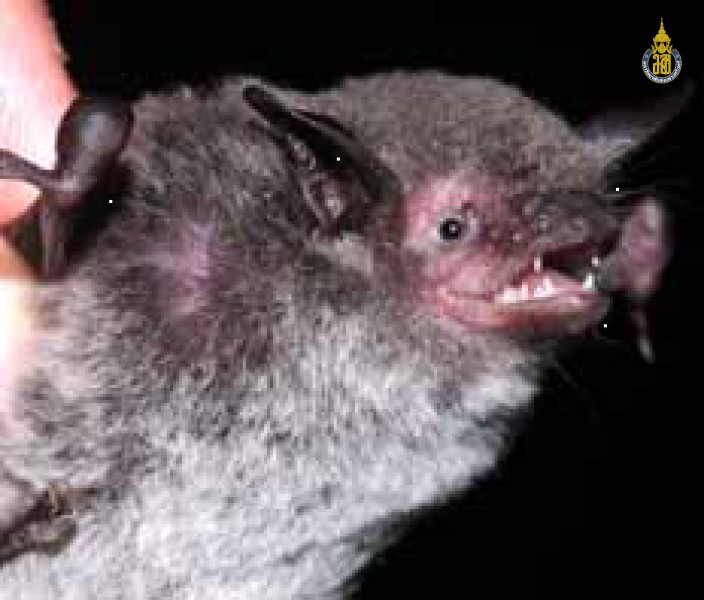Myotis horsfieldii