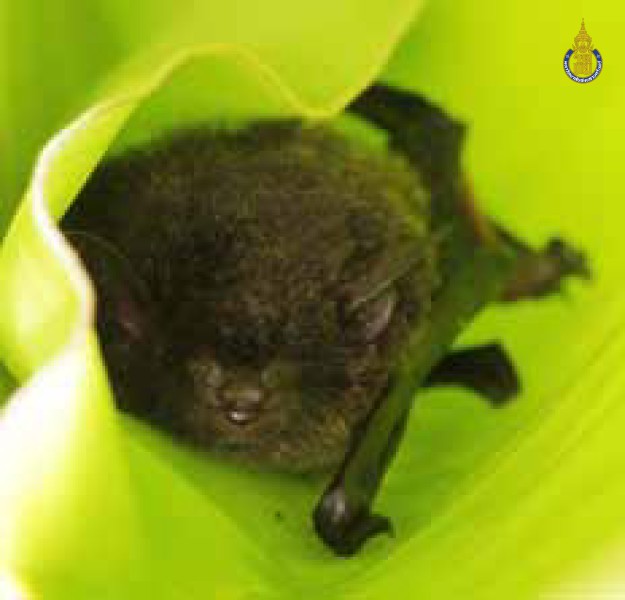 Myotis muricola