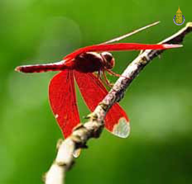 Neurothemis fulvia