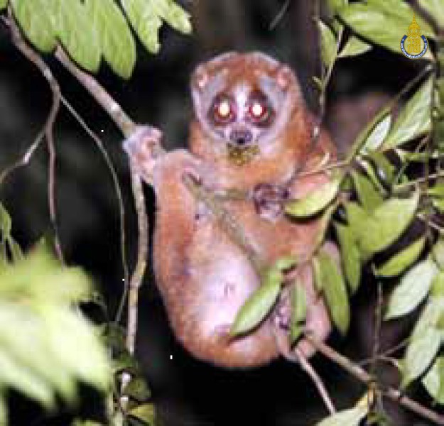 Nycticebus coucang