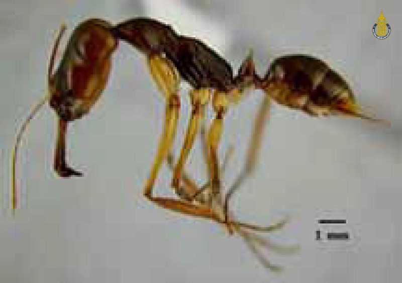 Odontomachus rixosus