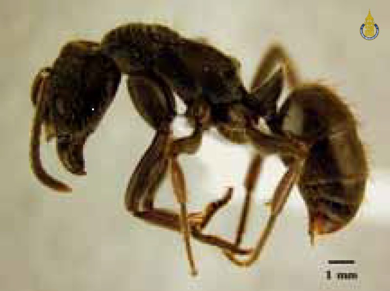 Odontoponera denticulata