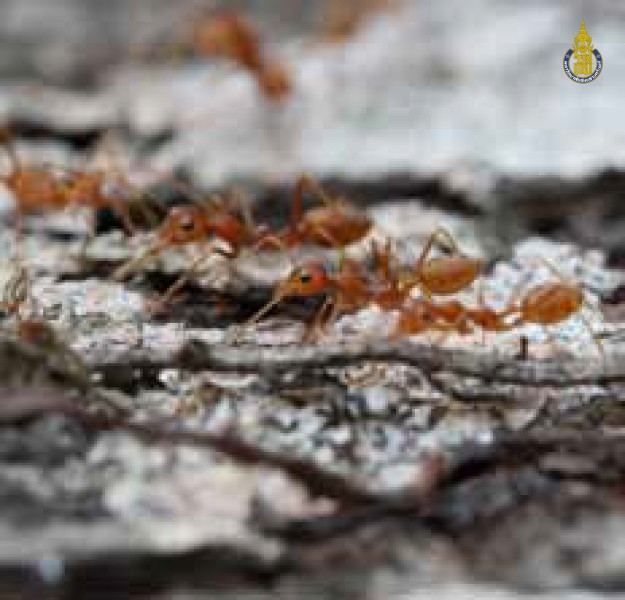 Oecophylla smaragdina