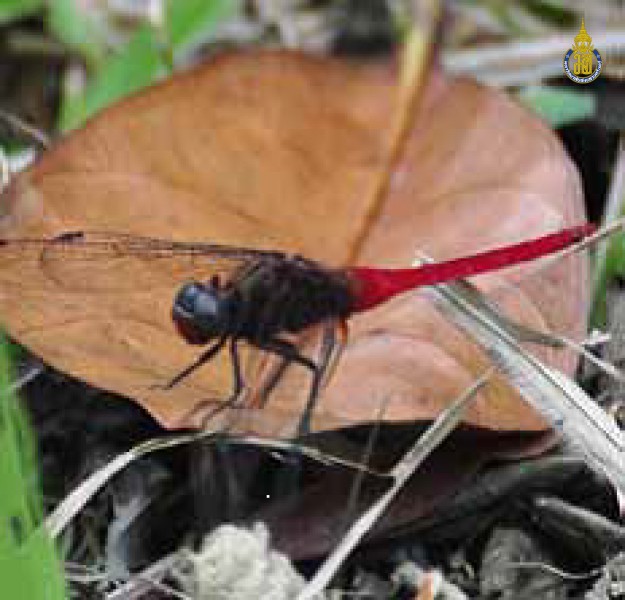 Orthetrum chrysis