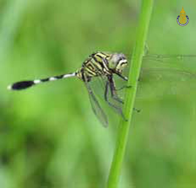 Orthetrum sabina