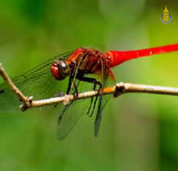Orthetrum testaceum