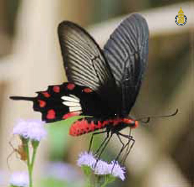Pachliopta aristolochiae