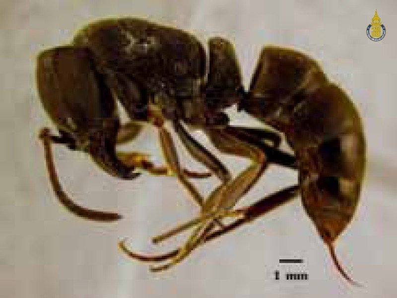 Pachycondyla astuta