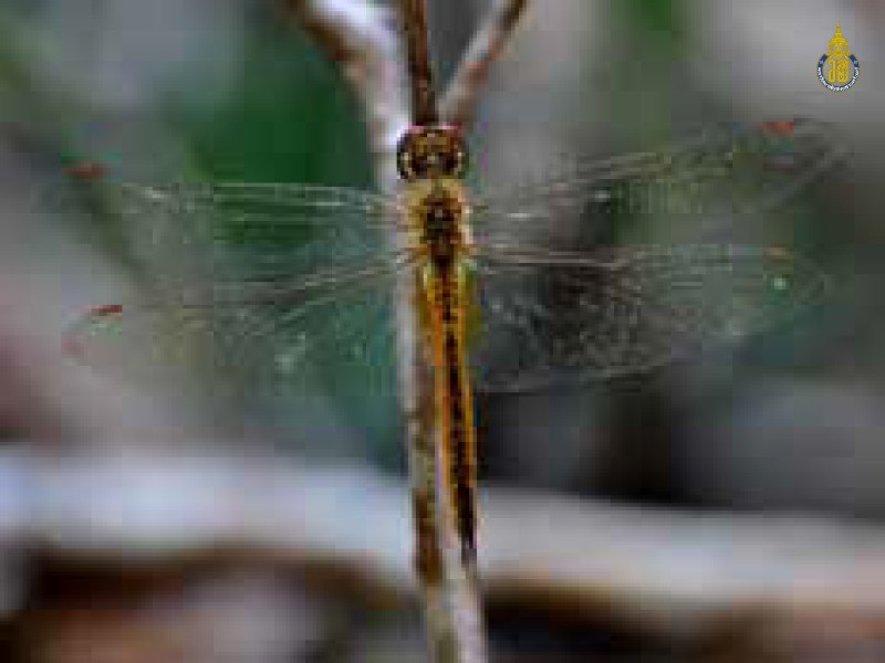 Pantala flavescens