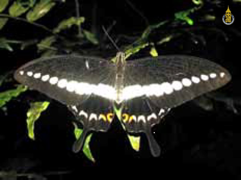 Papilio demolion
