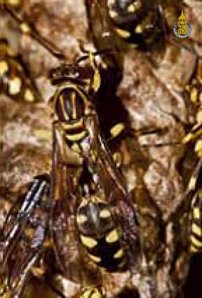 Parapolybia varia